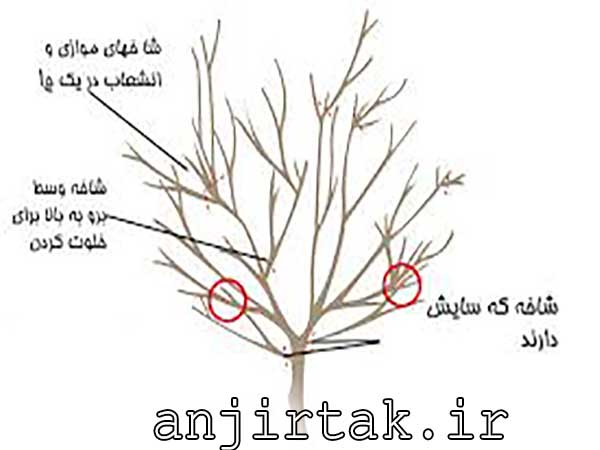 هرس-درخت-انجیر-خشک