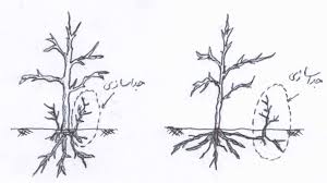 پاجوش درخت انجیر